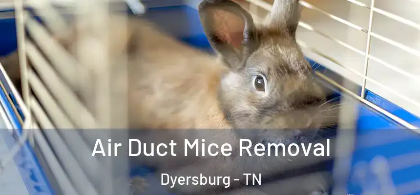 Air Duct Mice Removal Dyersburg - TN