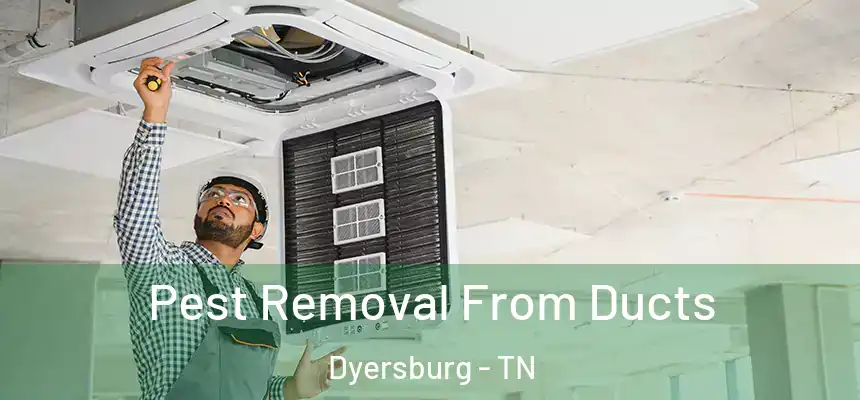  Pest Removal From Ducts Dyersburg - TN