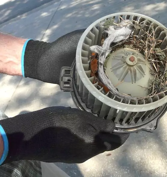 About Air Duct Mice Removal in Dyersburg, TN